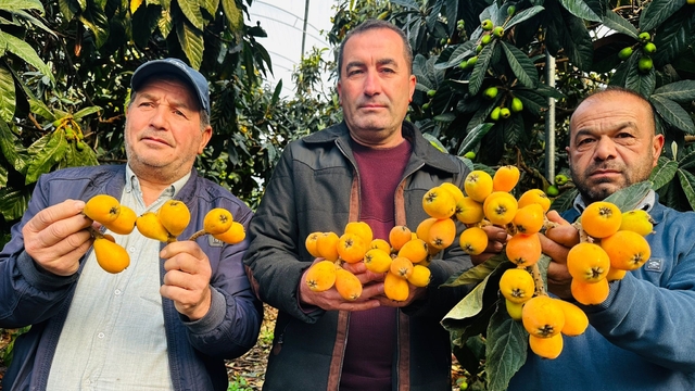 Mersin'de hasadına başlanan turfanda yenidünya kilosu bin 500 TL'ye ihraç ediliyor