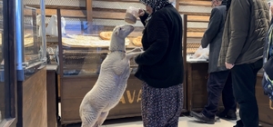 Kuzu 'Çorap', yanından ayrılmadığı sahibi ile pide sırasına giriyor