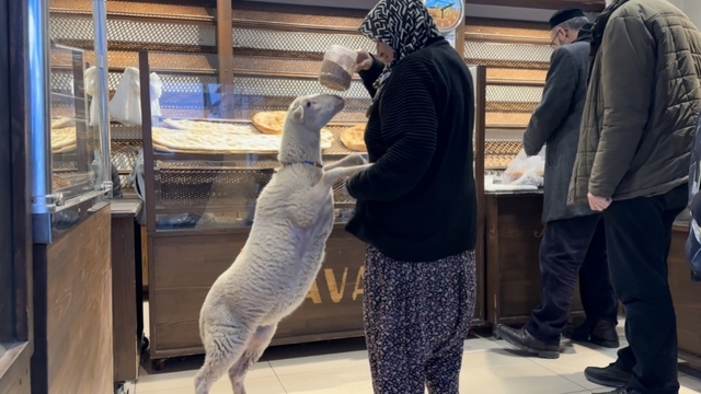 Kuzu 'Çorap', yanından ayrılmadığı sahibi ile pide sırasına giriyor