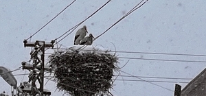 Ardahan'a erken gelen leylekler kara yakalandı