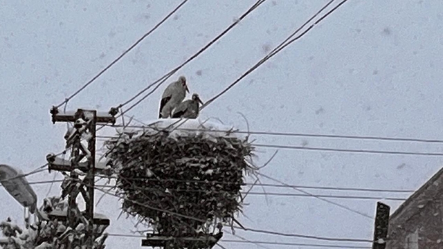Ardahan'a erken gelen leylekler kara yakalandı