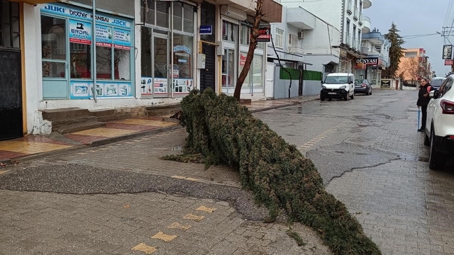 Kahta'da şiddetli rüzgar çam ağacını devirdi