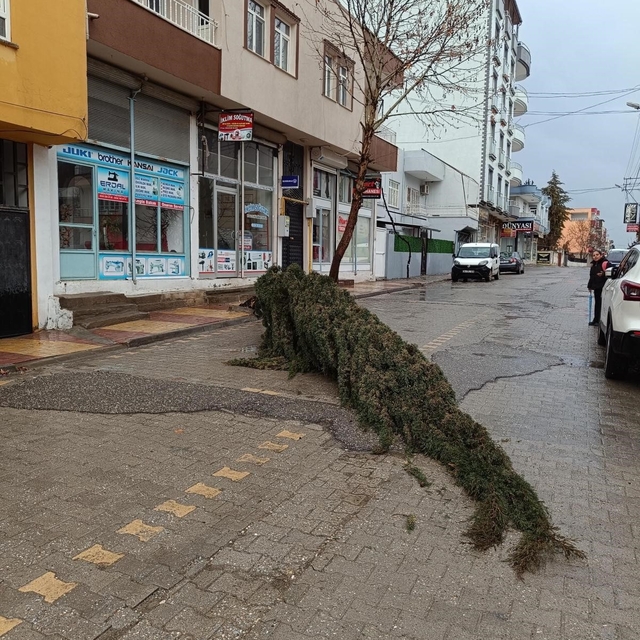 Kahta'da şiddetli rüzgar çam ağacını devirdi