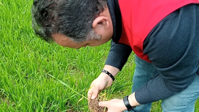 Lüleburgaz'da kanola ve buğday ekili alanlarda teknik kontroller yapıldı