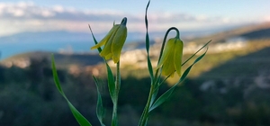 Ağlayan Gelinler çiçek açtı