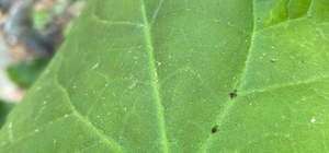 Kaz Dağları'nda yeni bir böcek türü keşfedildi