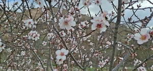 Beypazarı’nda badem ağaçları vaktinden önce çiçek açtı