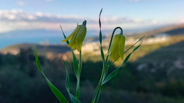 Kuşadası'nda 'ağlayan gelinler' çiçek açmaya başladı
