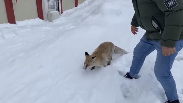 Bingöl'de aç kalan kızıl tilki şehir merkezine indi