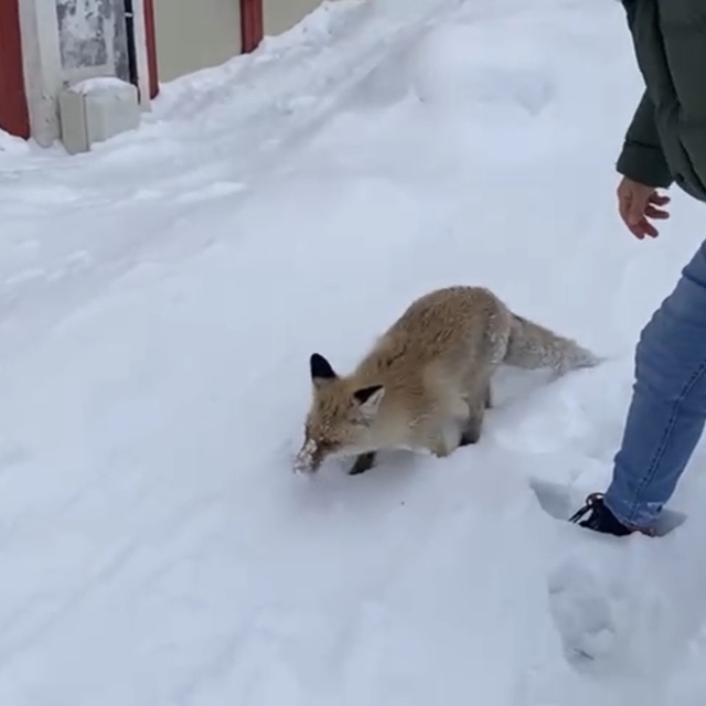 Bingöl'de aç kalan kızıl tilki şehir merkezine indi
