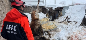 Çatısında kar biriken 2 ahır çöktü; 4 büyükbaş hayvan öldü