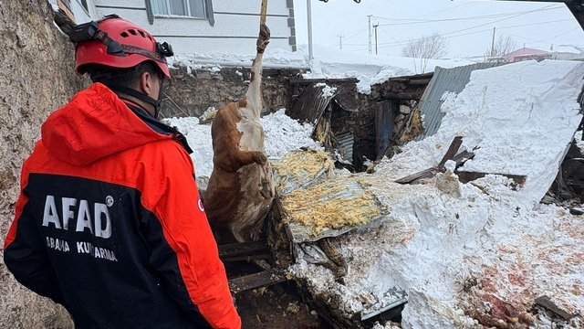 Çatısında kar biriken 2 ahır çöktü; 4 büyükbaş hayvan öldü