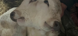 Erzurum'da çift başlı buzağı dünyaya geldi