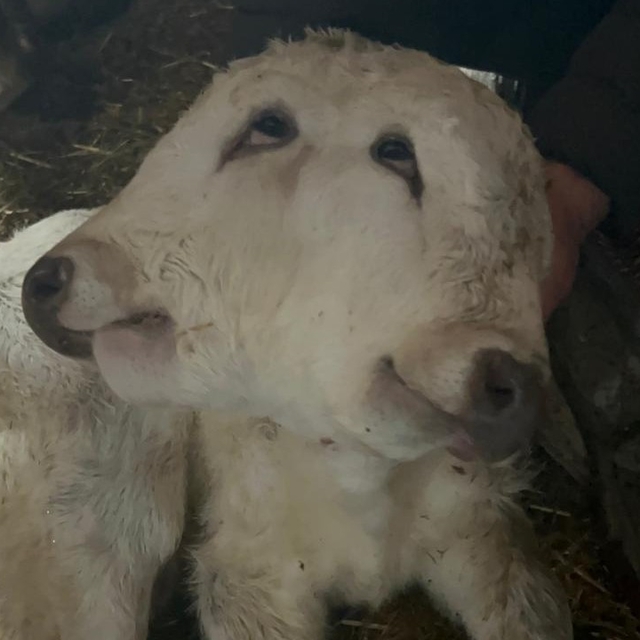 Erzurum'da çift başlı buzağı dünyaya geldi