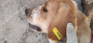 Sokak hayvanlarının kısırlaştırılmasına 7,7 milyon TL ödenek