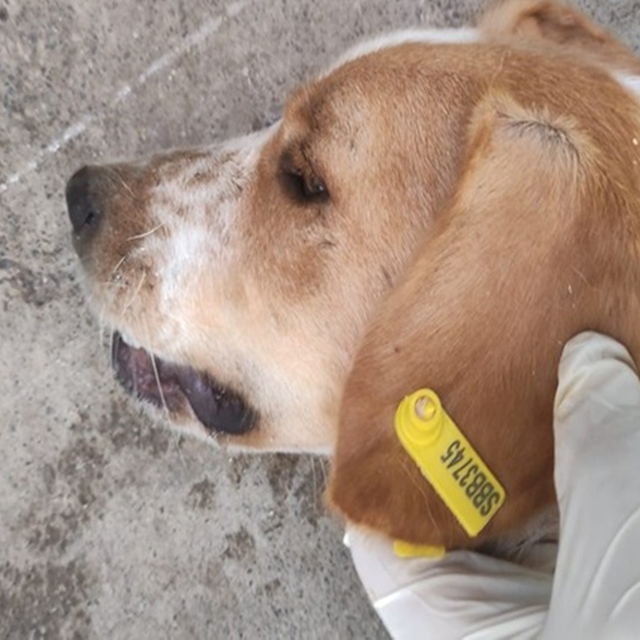 Sokak hayvanlarının kısırlaştırılmasına 7,7 milyon TL ödenek