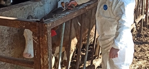 Hayvan sağlığı güvence altına alınıyor İlkbahar şap aşılama başladı