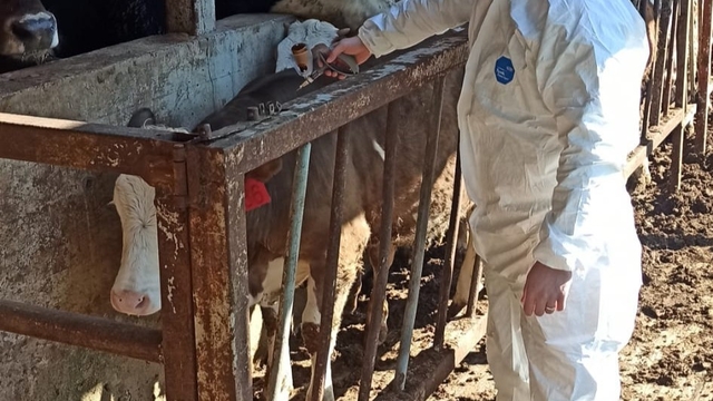 Hayvan sağlığı güvence altına alınıyor
İlkbahar şap aşılama başladı