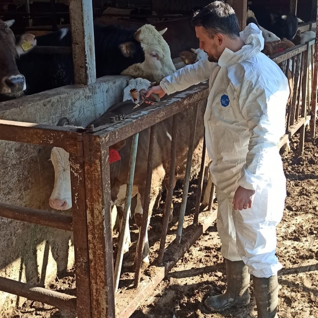 Hayvan sağlığı güvence altına alınıyor
İlkbahar şap aşılama başladı