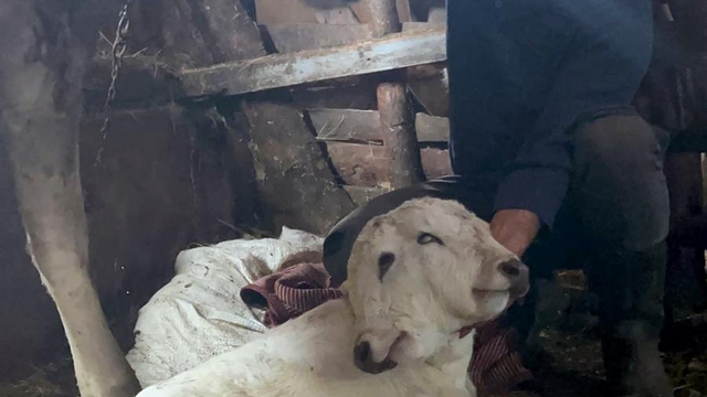 Erzurum'da çift başlı buzağı dünyaya geldi