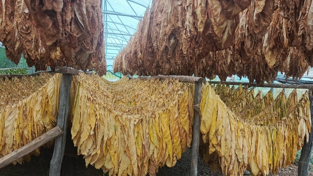 Bilecik'te tütün ve ipekböceği için ilk adım atıldı