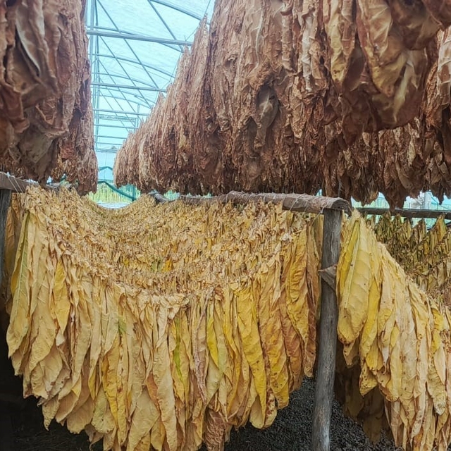 Bilecik'te tütün ve ipekböceği için ilk adım atıldı