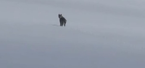 Süphan Dağı eteklerinde nesli tehlike altındaki vaşak görüntülendi