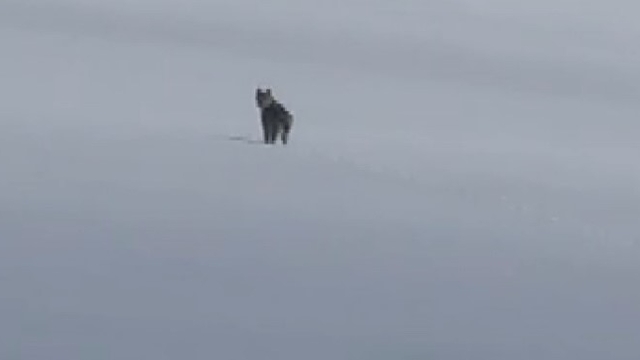 Süphan Dağı eteklerinde nesli tehlike altındaki vaşak görüntülendi