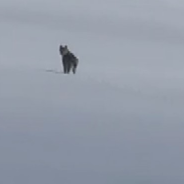Süphan Dağı eteklerinde nesli tehlike altındaki vaşak görüntülendi