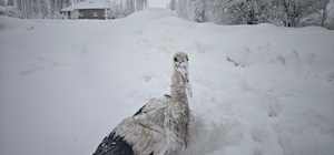 Yuvasından düşüp, kanatları donan leyleği kurtardı