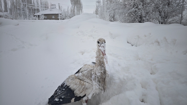 Yuvasından düşüp, kanatları donan leyleği kurtardı