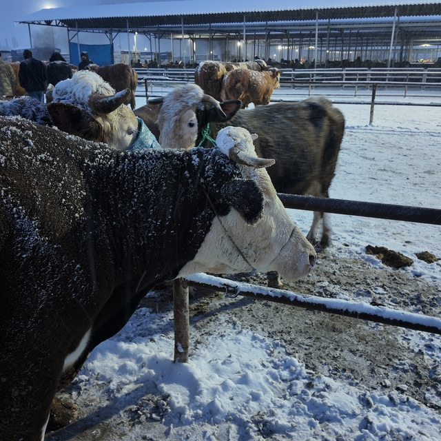 Kış şartları, Türkiye'nin en büyük hayvan pazarını olumsuz etkiledi