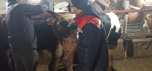 Beyşehir’de şap ile mücadelede çalışmaları