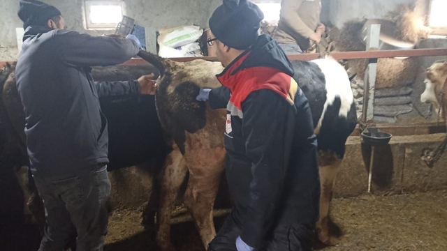 Beyşehir'de şap ile mücadelede çalışmaları