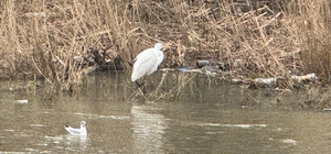 Alaplı Çayı yüzlerce kuş türüne köprü oluyor