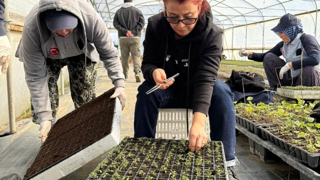 Zeytincilik öğrencileri BAÇEM'de uygulamalı eğitim aldı