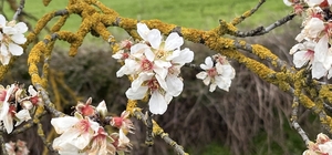 Hayrabolu'da badem ağaçları erken çiçek açtı