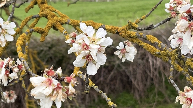 Hayrabolu'da badem ağaçları erken çiçek açtı