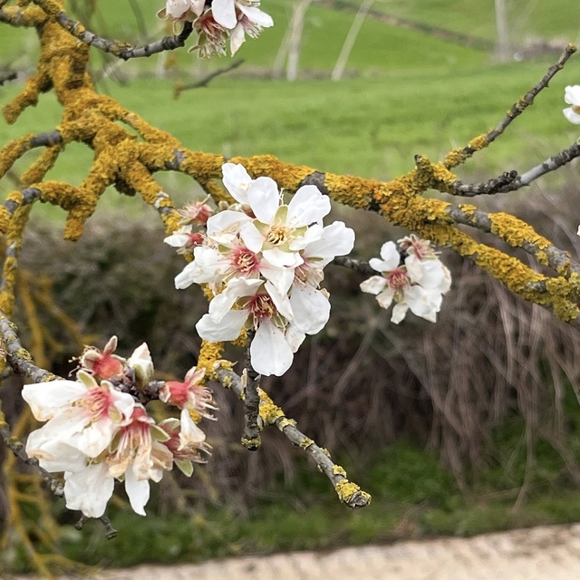 Hayrabolu'da badem ağaçları erken çiçek açtı