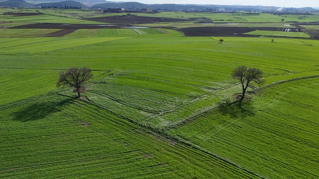 Edirne'de yağışların ardından doğru tarım uygulamalarıyla yüksek rekolte bekleniyor