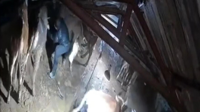 Karın çatısını çökerttiği ahırdaki hayvanları birer birer kurtardılar