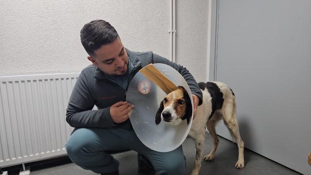 Beyin kemiğine kadar kanser yayılan köpek tedavi edildi