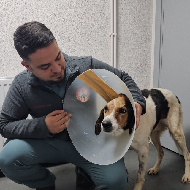 Beyin kemiğine kadar kanser yayılan köpek tedavi edildi