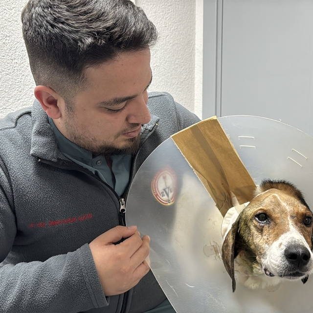 Zonguldak'ta kanserli köpek, operasyon ve elektro kemoterapiyle sağlığına k...