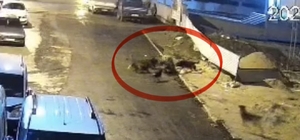 Sokak köpeklerinin dehşeti kamerada: Teravih dönüşü yaşlı kadına saldırdılar
