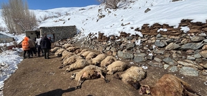 Ahırda çıkan yangında 67 küçükbaş ile 1 inek öldü