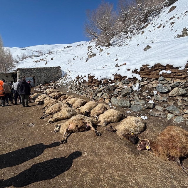 Ahırda çıkan yangında 67 küçükbaş ile 1 inek öldü