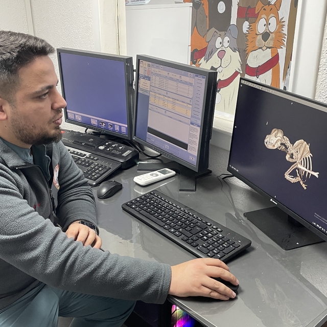 Kulağından beynine tümör yayılan sokak köpeği zorlu operasyonla hayata tutu...