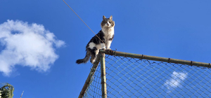 Tel çitte mahsur kalan kediyi belediye ekibi kurtardı