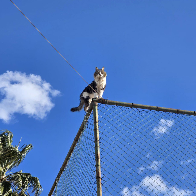 Tel çitte mahsur kalan kediyi belediye ekibi kurtardı